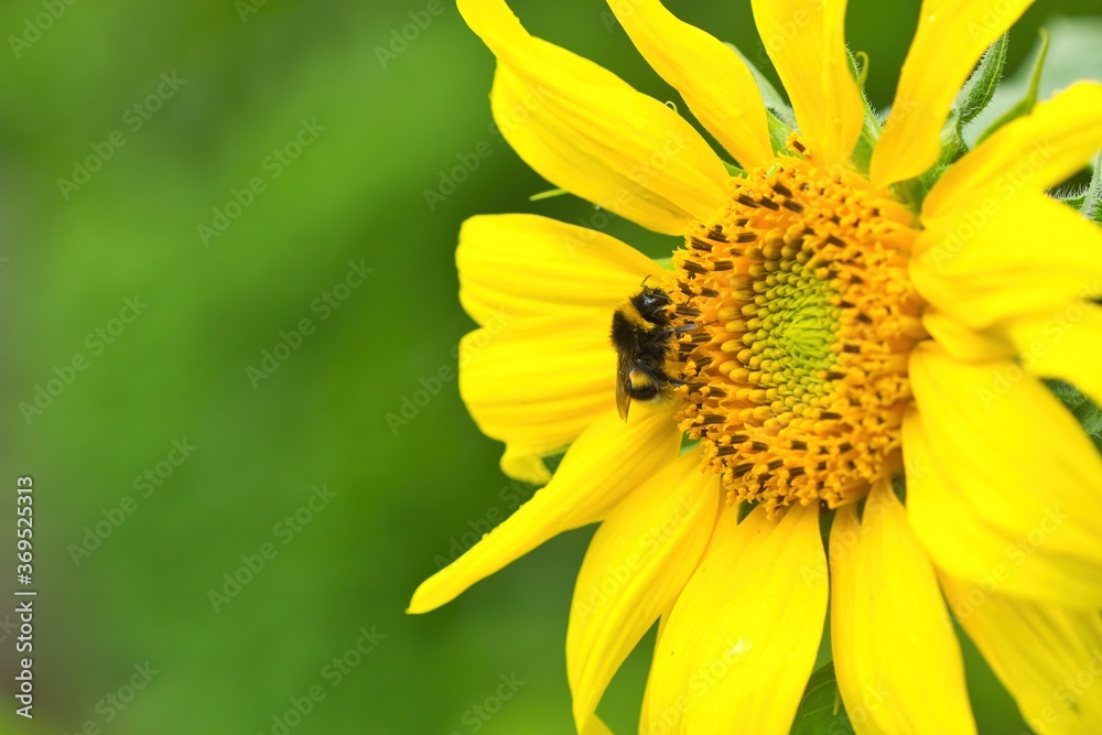 Nahaufnahme einer gelben Sonnenblume im Sommer mit einer Hummel auf der Blüte Nahaufnahme einer gelben Sonnenblume im Sommer mit einer Hummel auf der Blüte