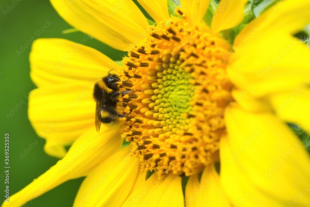 Bumblebee on a bright yellow sunflower in summer evening, Helianthus annuus Bumblebee on a bright yellow sunflower in summer evening, Helianthus annuus