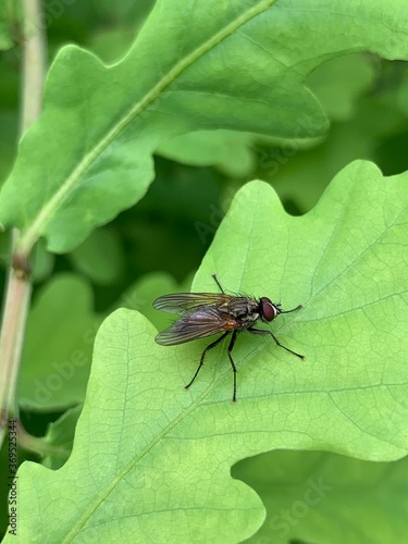 Fly on oak leaf
