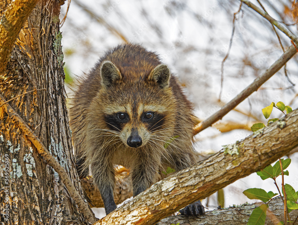 Raccoon hunts during the day. In Southwest Florida it is not uncommon to see Raccoons during the day hunting in order to avoid predators. Raccoon hunts during the day. In Southwest Florida it is not uncommon to see Raccoons during the day hunting in order to avoid predators.