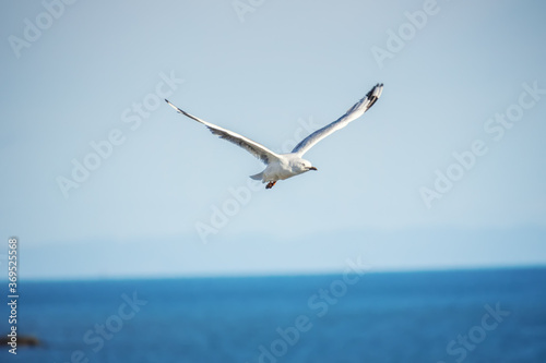 typical seagull over the ocean