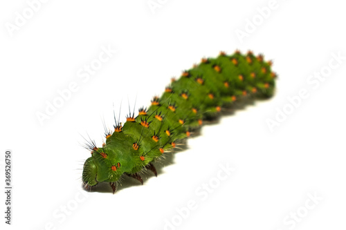 Small night peacock's eye caterpillar isolated on a white background, side view, close-up. photo