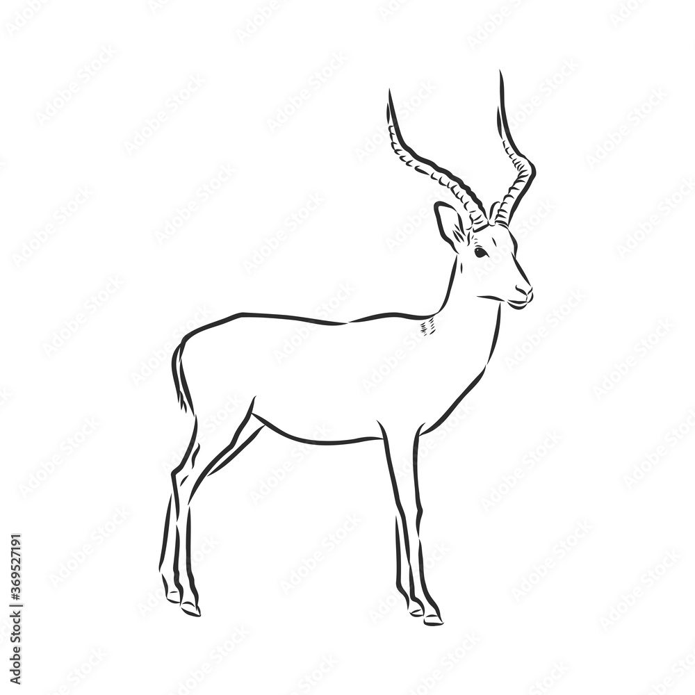 Fototapeta premium antelope sketch vector graphics black and white drawing