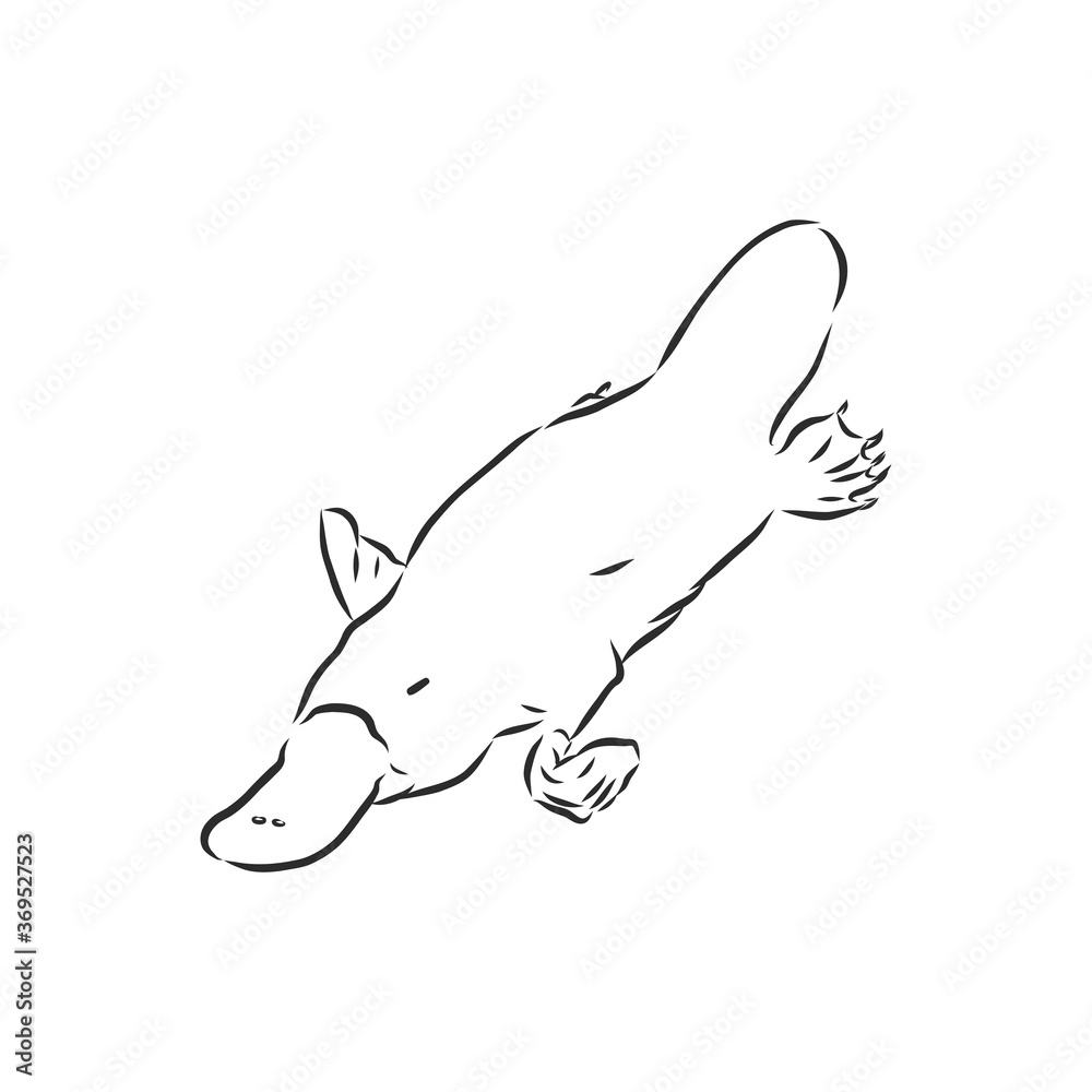 Platypus illustration, drawing, engraving, ink, line art, vector Platypus illustration, drawing, engraving, ink, line art, vector