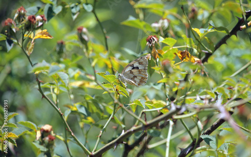 The Iberian marbled white (Melanargia lachesis), is a butterfly species belonging to the family Nymphalidae. It can be found on the Iberian Peninsula and the south of France. photo