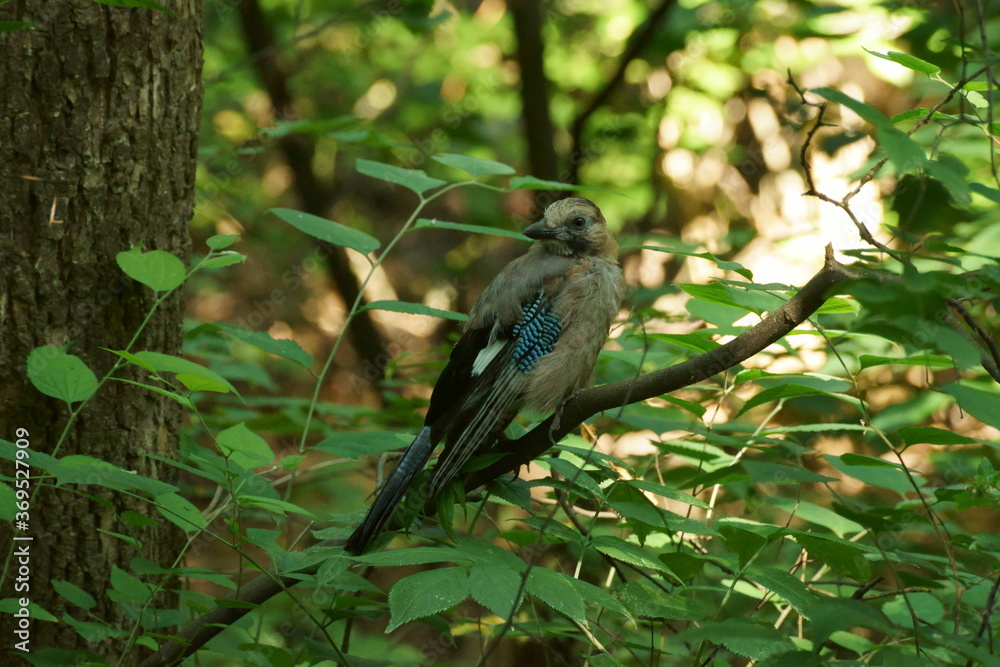 Obraz premium red billed hornbill