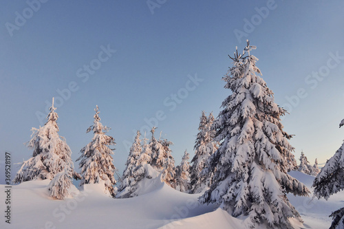 Snow covers lot of ground and trees. Magical winter landscape