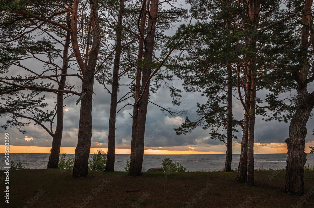 Obraz premium Pine trees in the forest