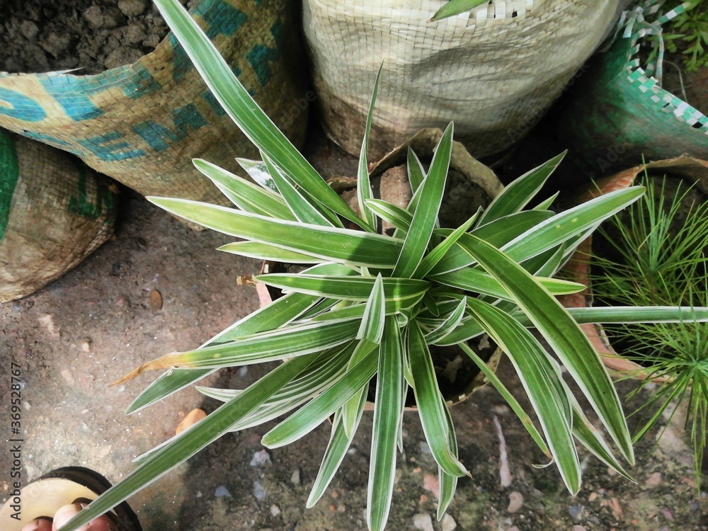 Decorative Leaf Plants for the Natural Beautification of House,Office