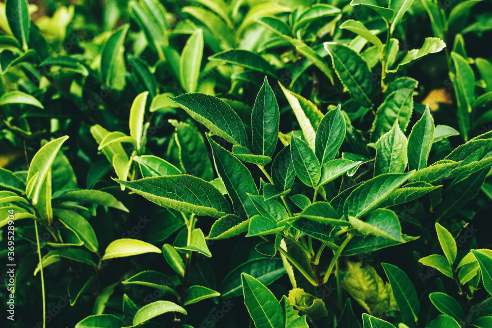 Green tea bud and fresh leaves. Tea plantations. Green tea bud and fresh leaves. Tea plantations.