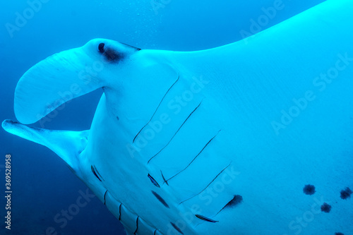 Close Up of a Manta Ray at a Maldivian Dive Site © feel4nature