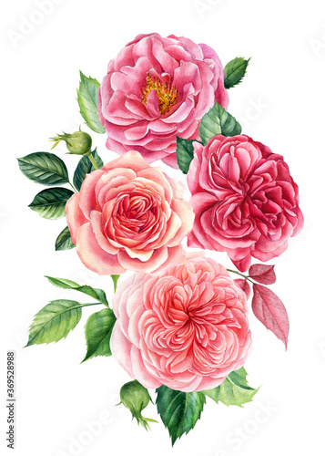 Red flowers, roses on isolated white background, watercolor illustration, greeting cards