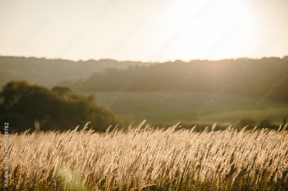 Yellow grass on the field in the sunlight at sunset. Background. World, country environment day concept. Stunning meadow sunrise with bokeh light. Autumn, spring, summer. Yellow grass on the field in the sunlight at sunset. Background. World, country environment day concept. Stunning meadow sunrise with bokeh light. Autumn, spring, summer.