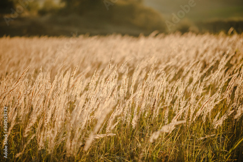Yellow grass on the field in the sunlight at sunset. Background. World  country environment day concept. Stunning meadow sunrise with bokeh light.