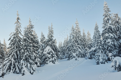 Magical winter landscape with snow covered trees at daytime
