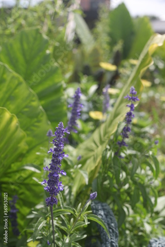 lavender flowers in the garden