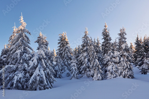 Clear blue sky. Magical winter landscape with snow covered trees at daytime