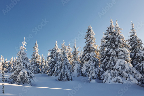 Clear blue sky. Magical winter landscape with snow covered trees at daytime © standret