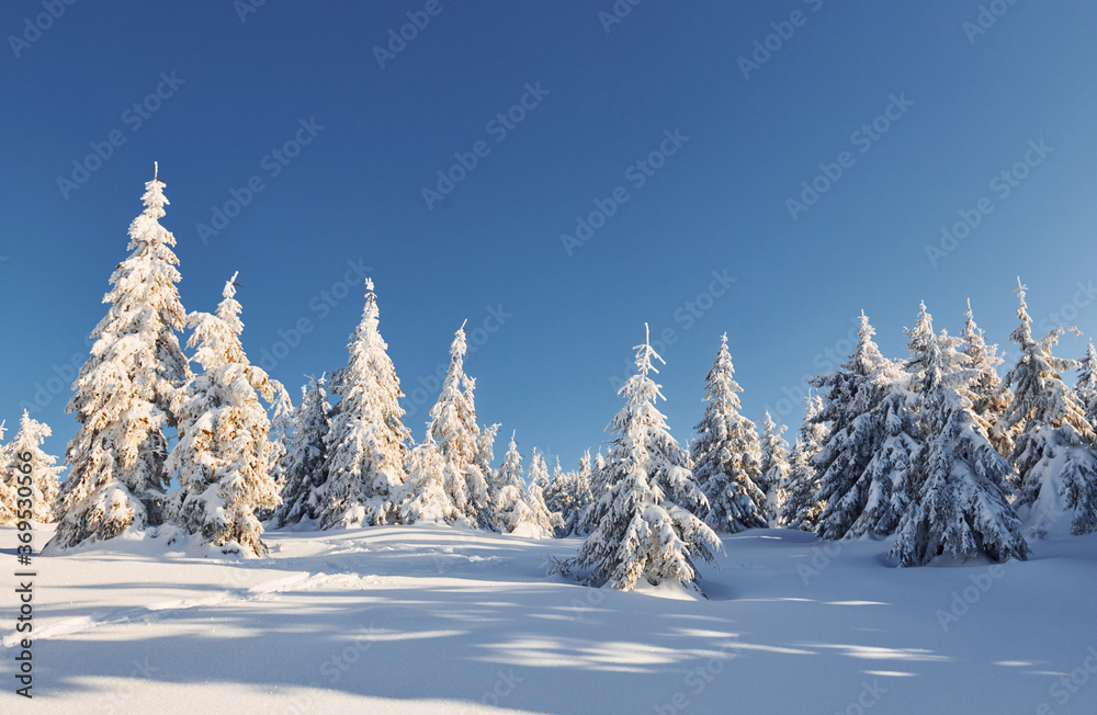 Sunny weather. Magical winter landscape with snow covered trees at daytime Sunny weather. Magical winter landscape with snow covered trees at daytime