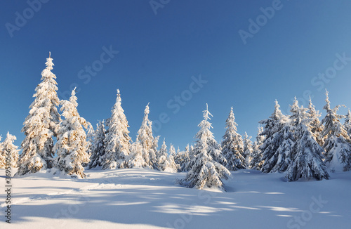 Sunny weather. Magical winter landscape with snow covered trees at daytime