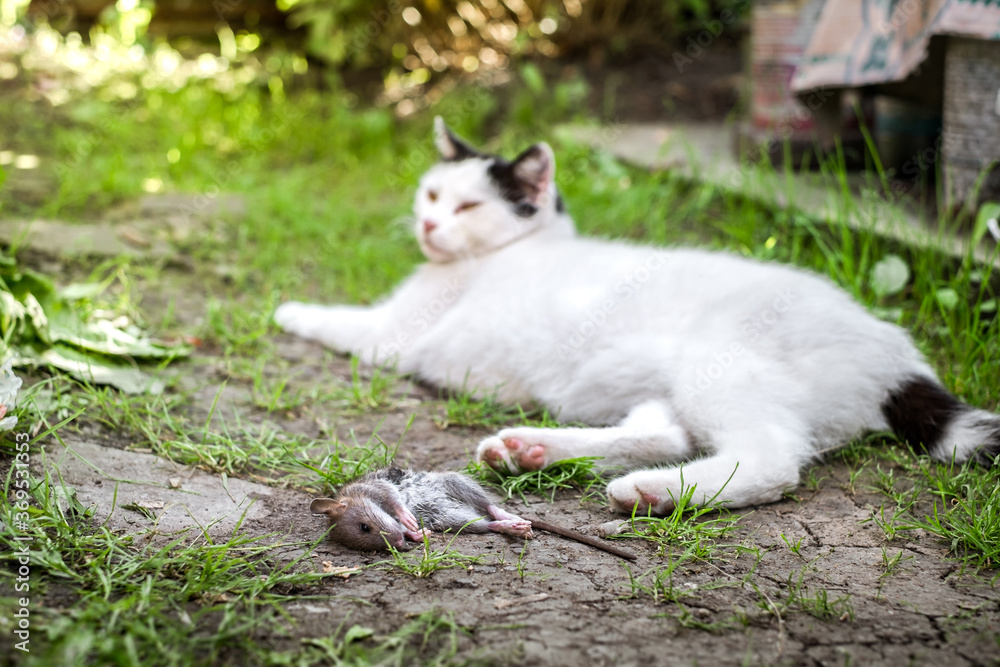 Obraz premium a cat and its prey in the country court
