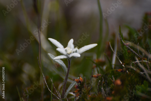 Edelweiss 03