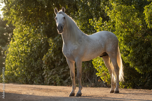 Beautiful full body portrait of a spanish horse stallion