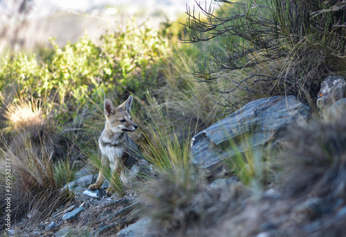 Baby fox in a natural habitat  mountains of Argentina  Las Vegas