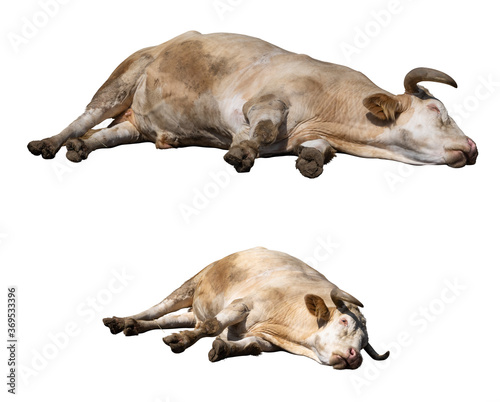 Fotografi Dead or sleeping ox isolated on white background