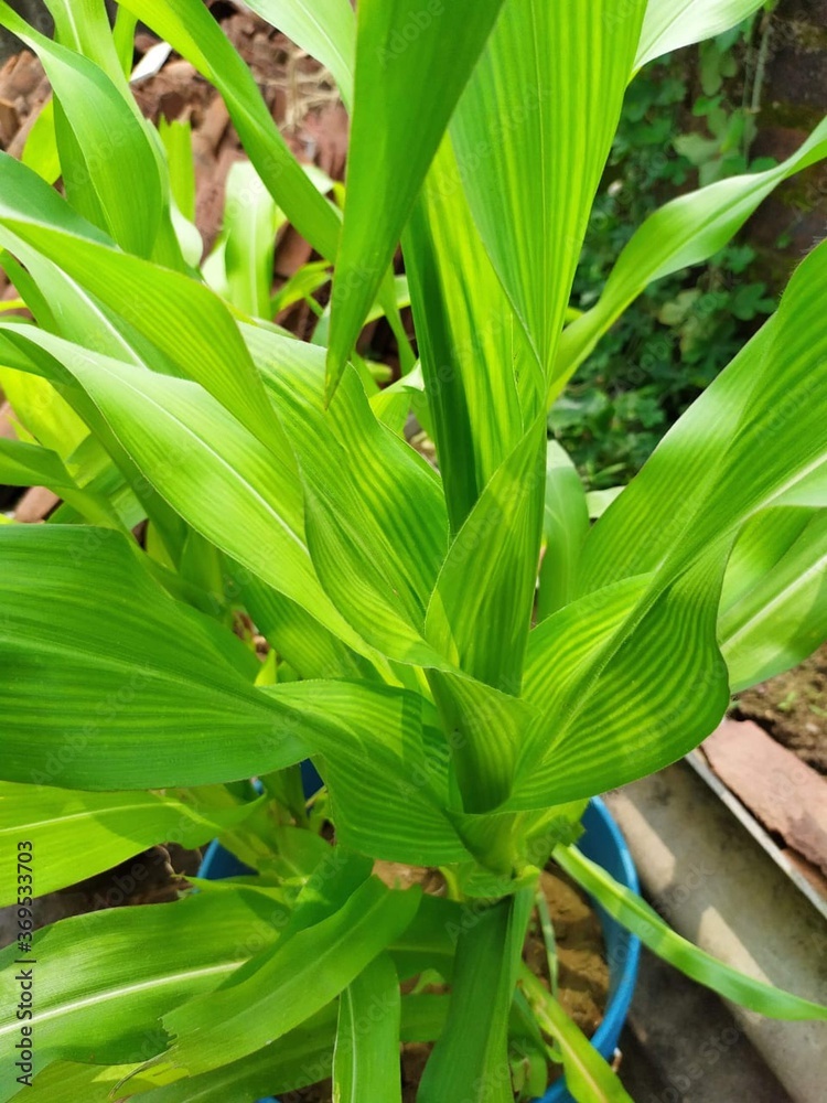 Fototapeta premium banana leaf in the garden