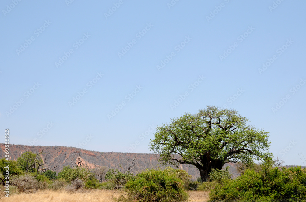 A green summery baobab forming the foreground with Chilojo cliffs as the backdrop A green summery baobab forming the foreground with Chilojo cliffs as the backdrop