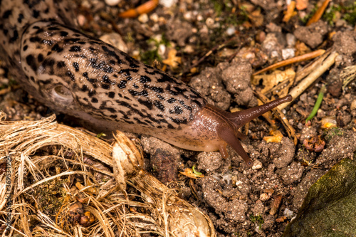 Adult Leopard Slug (Limax maximus)