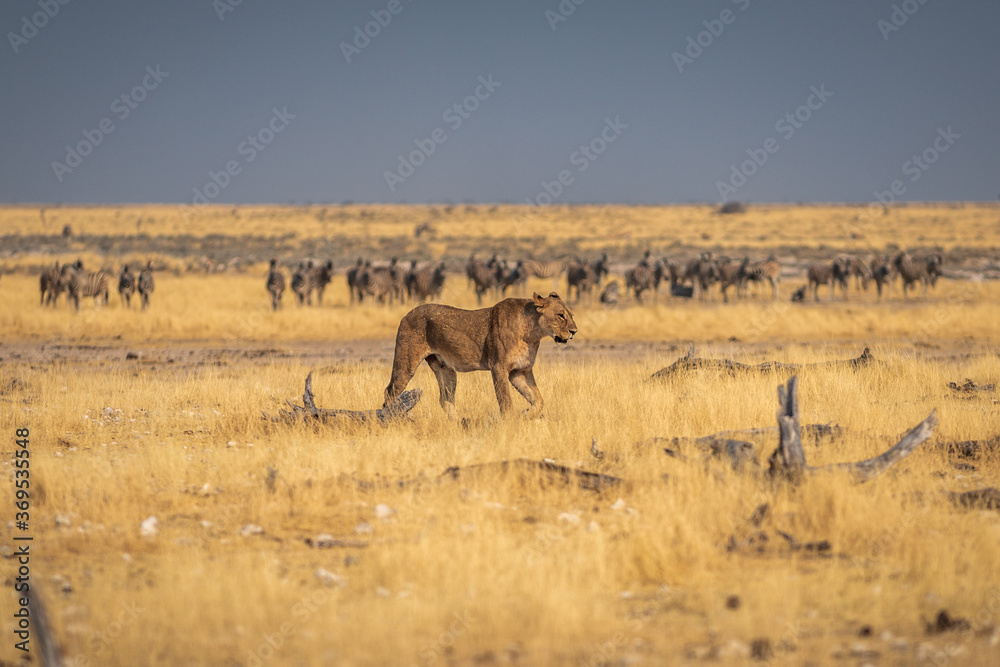 African lion