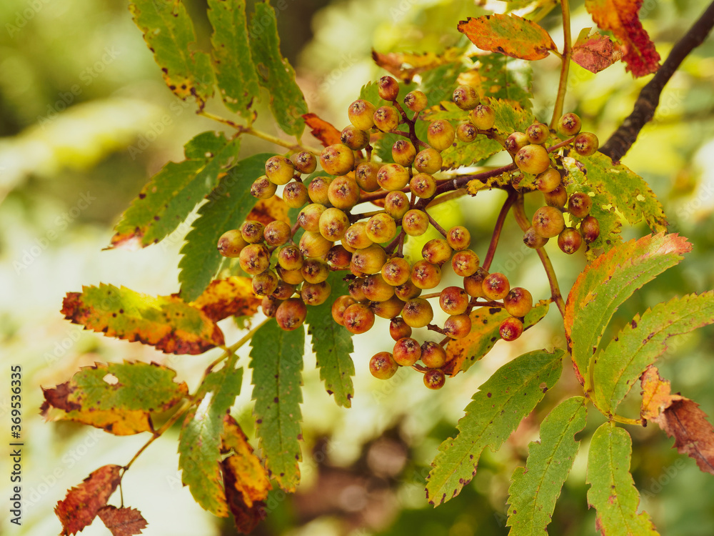 (Sorbus aucuparia) Nahaufnahme von Ebereschenzweigen mit grünem Laub, garniert mit kleinen, unreifen hängenden Beeren