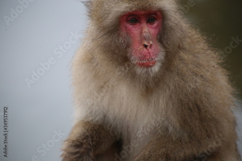 macaque - monkey park, Kyoto, Japan © daphne
