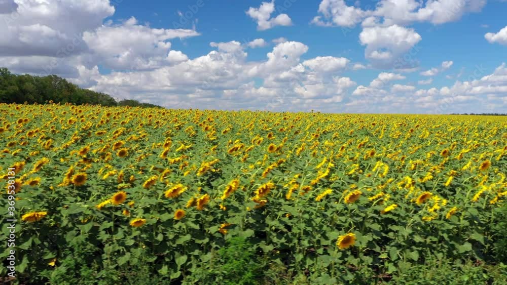 Blooming yellow sunflowers field and sky with clouds. Aerial view. Blooming yellow sunflowers field and sky with clouds. Aerial view.