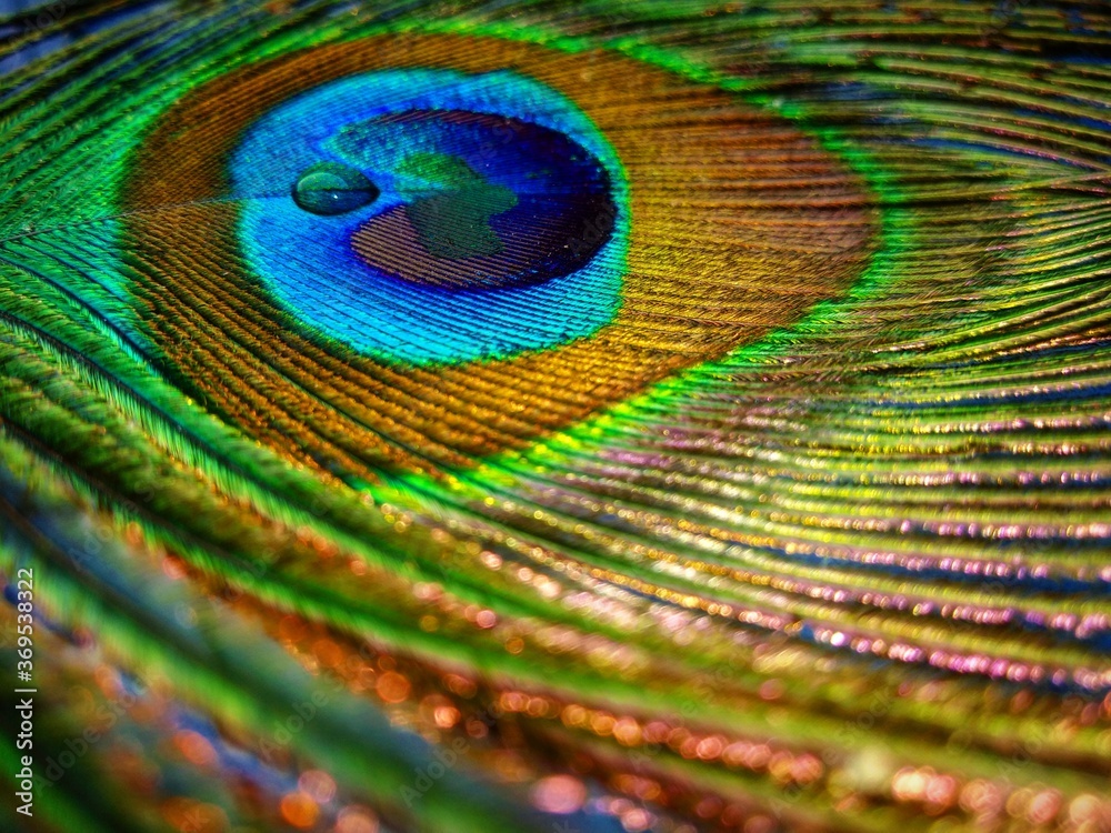 Obraz premium peacock feather