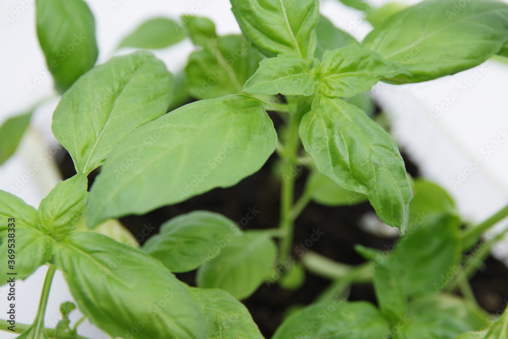 Green fresh basil leaf plant top view. Basil plant isolated on white background. Green leafs of basil plant. Closeup Green fresh basil leaf plant top view. Basil plant isolated on white background. Green leafs of basil plant. Closeup