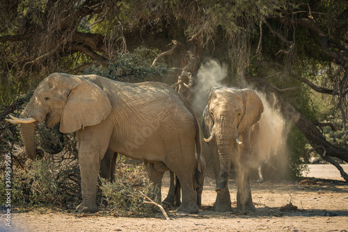 Photography elephants in the wild