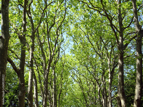 Allée château d'Amboise