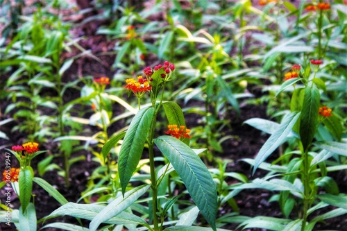 flowers in gardens