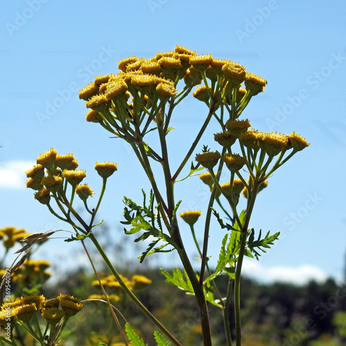 a plant with yellow inflorescences growing in ruderal and roadside areas in the suburbs of Białystok in Podlasie in Poland photo