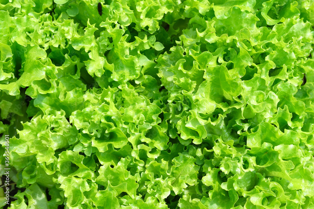 Fresh salad leave in the Organic farm, selective focus, Young bright green lettuce salad growing. Fresh salad leave in the Organic farm, selective focus, Young bright green lettuce salad growing.