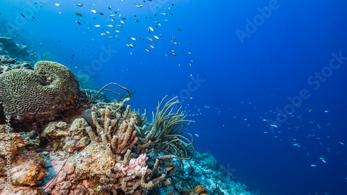 Seascape in turquoise water of coral reef in Caribbean Sea / Curacao with fish, coral and Vase Sponge