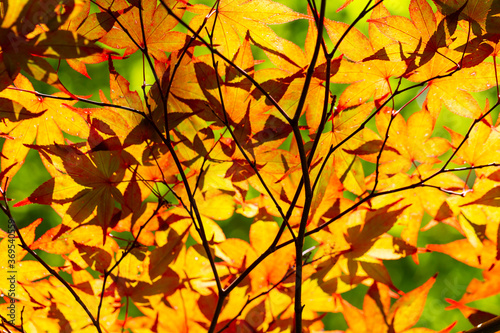 Natural background, orange and yellow leaves on tree in summer