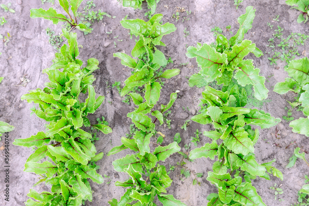 Fresh green beet leaves or beet roots. grows in an organic farm. growing organic vegetables Fresh green beet leaves or beet roots. grows in an organic farm. growing organic vegetables