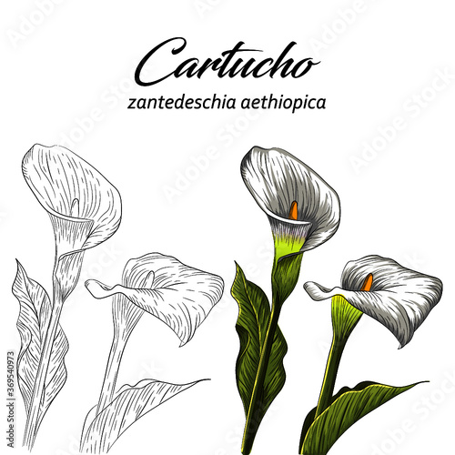 Flor de cartucho