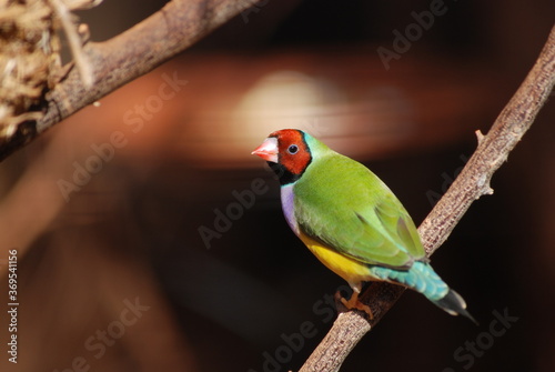 Colorful Bird Perched on Branch In The Wild with Bright Red, Purple, Green, Yellow and Blue Feathers