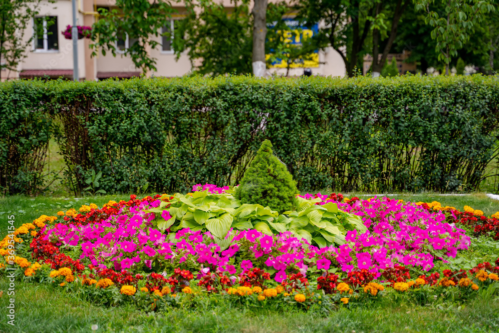 Lush flower beds in the summer garden. A bright sunny day.Wide photo.