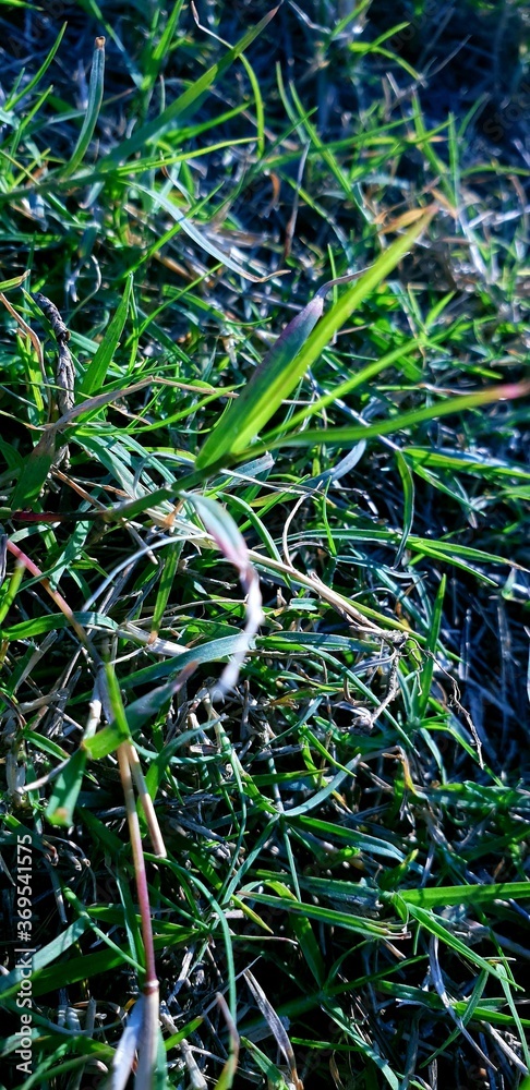 Fototapeta premium grass in the forest